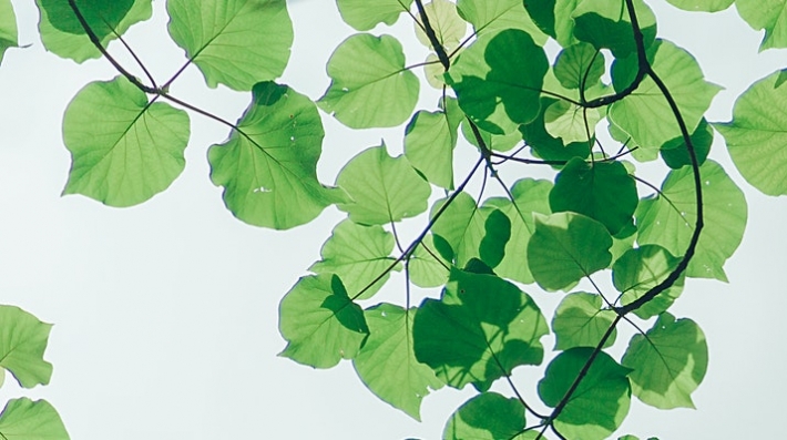 leaves in sunlight